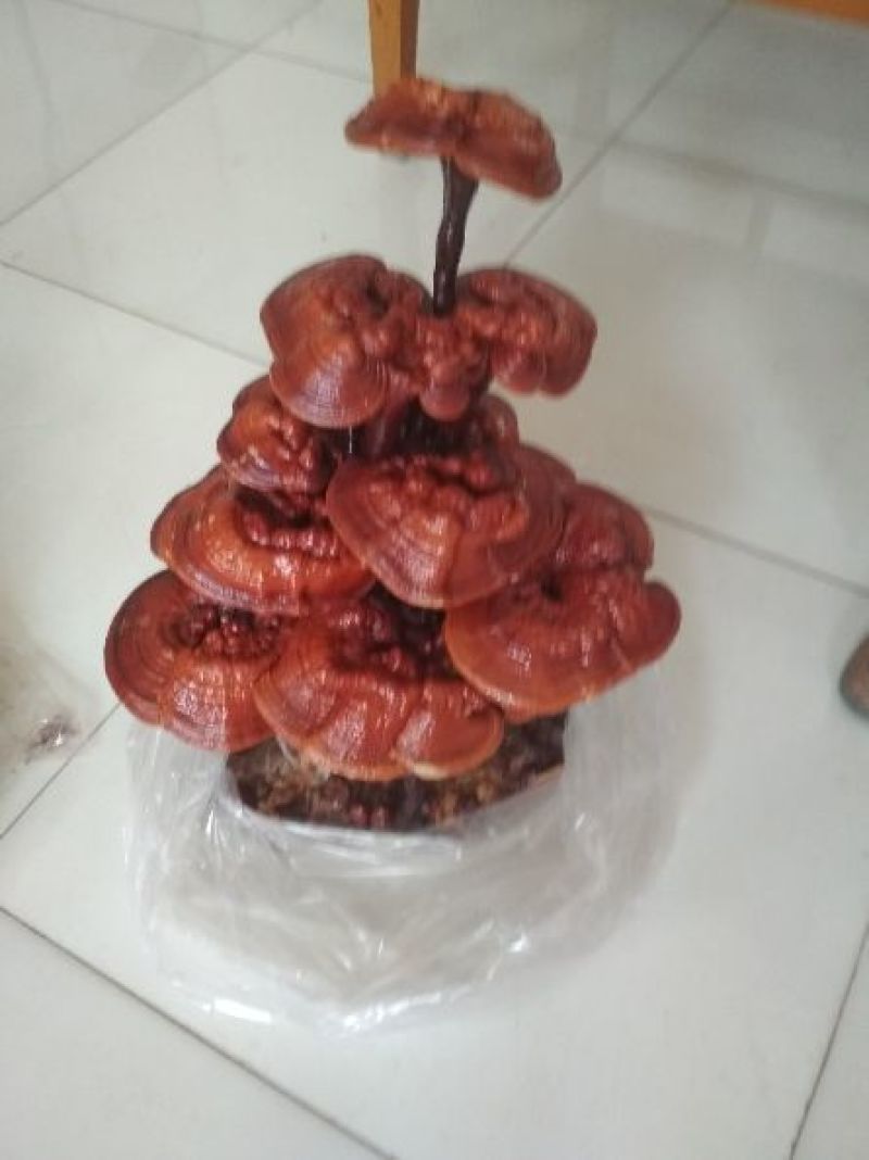 灵芝菌棒正在预订中，有需要的老板赶紧预订……