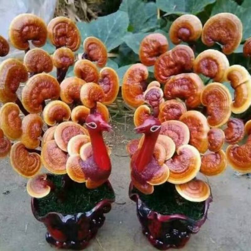 灵芝菌棒正在预订中，有需要的老板赶紧预订……