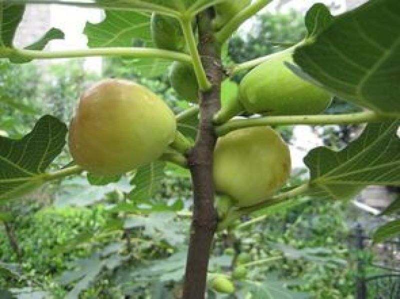 无花果苗大量供应1-10年苗