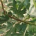 无花果苗大量供应1-10年苗