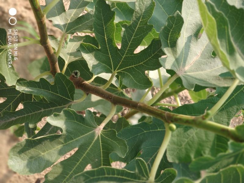 无花果苗大量供应1-10年苗