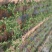无花果苗大量供应1-10年苗