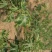 无花果苗大量供应1-10年苗