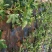 无花果苗大量供应1-10年苗