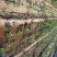 无花果苗大量供应1-10年苗