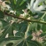 无花果苗大量供应1-10年苗