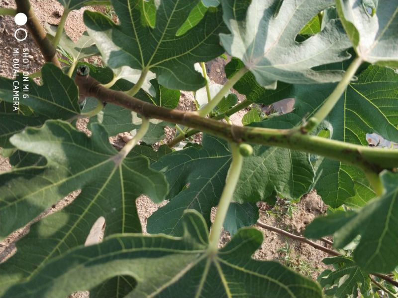 无花果苗大量供应1-10年苗