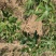 无花果苗大量供应1-10年苗