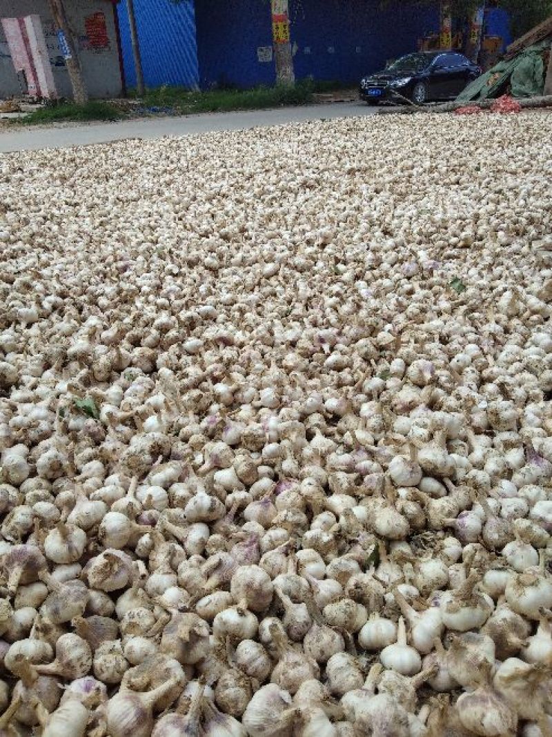金杞大蒜，精品质量，混级全干