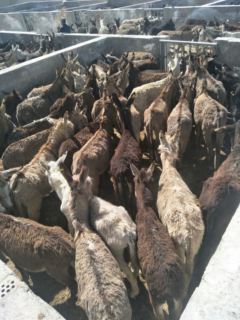 驴肉，驴杂