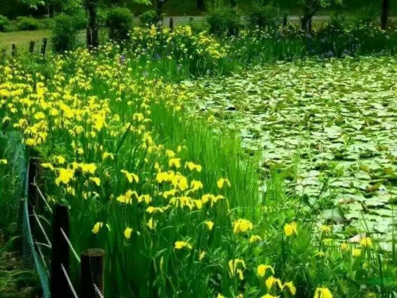 黄菖蒲