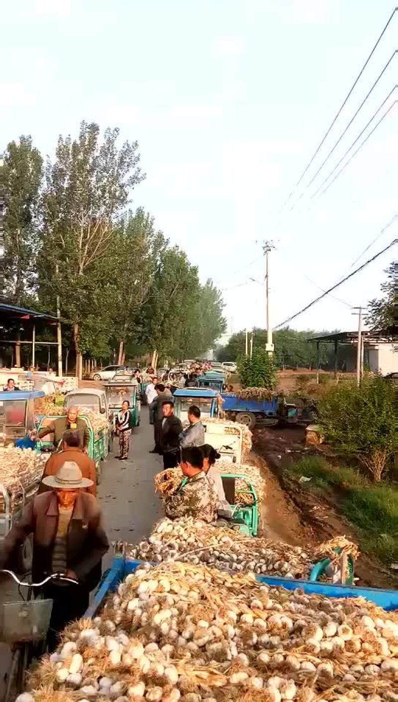 辨子蒜