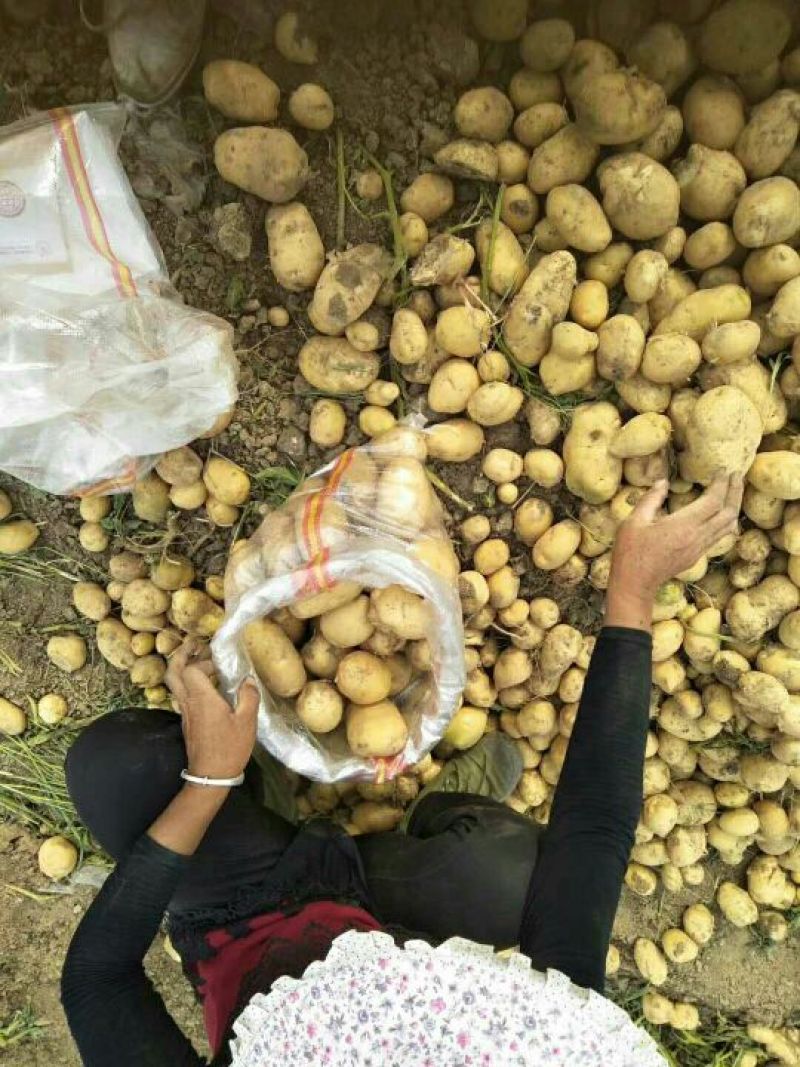 荷兰土豆千亩