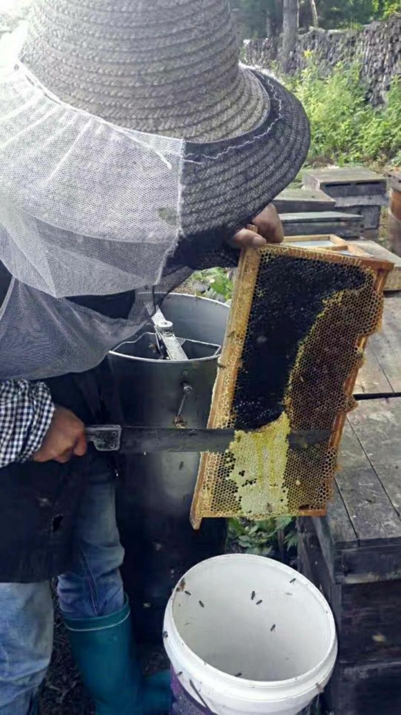虎峰岭椴树蜜散装桶装大量批发各类蜜种