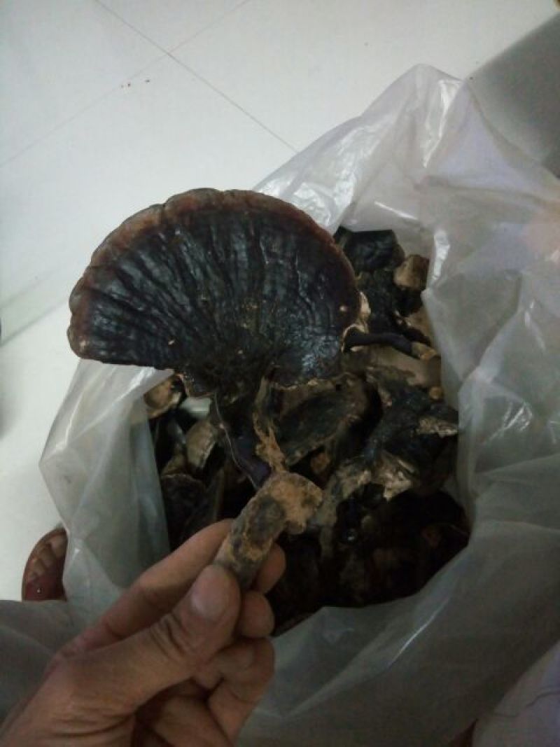 纯野生灵芝