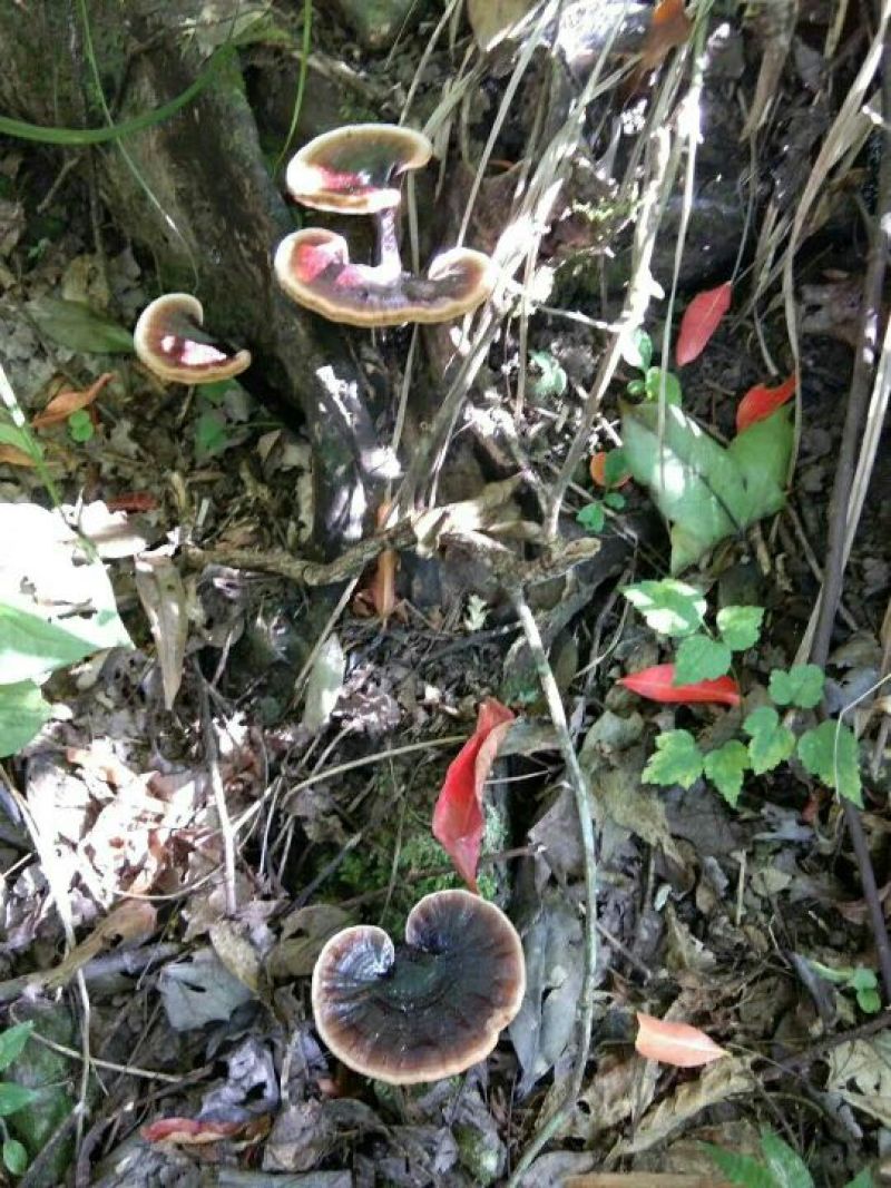 纯野生灵芝