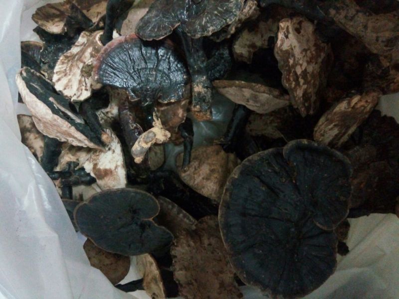 纯野生灵芝