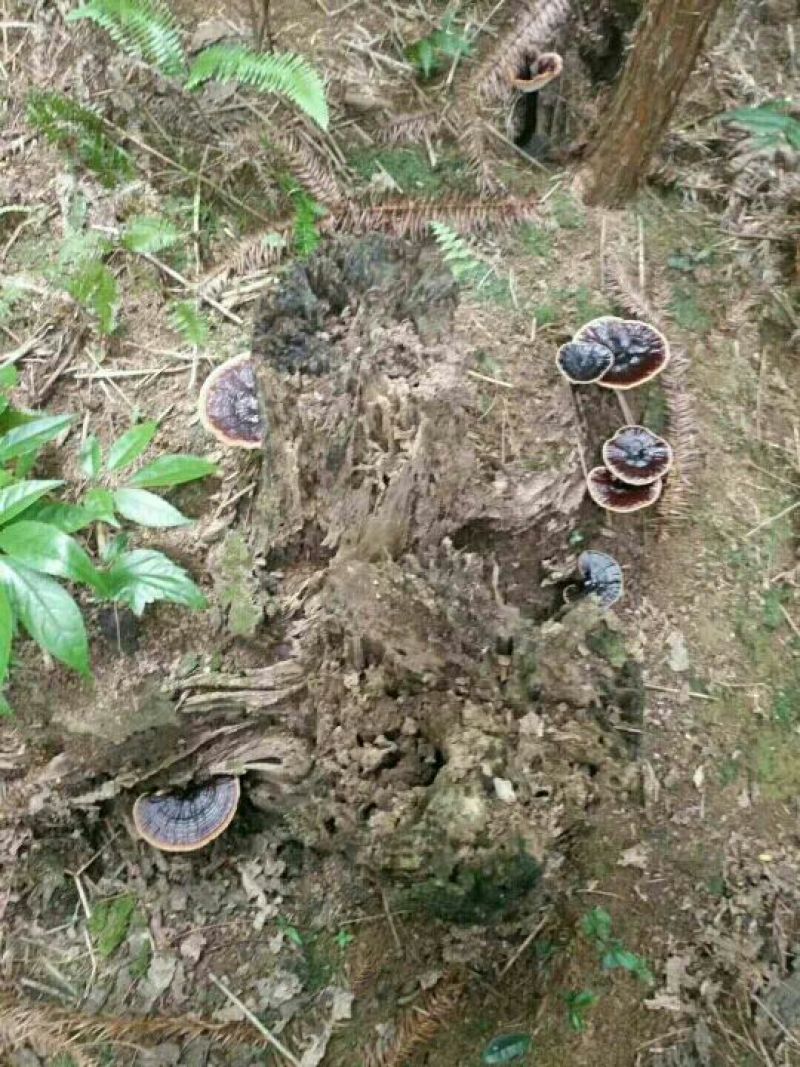 纯野生灵芝