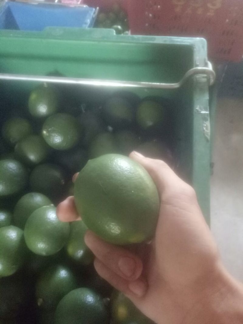 青柠檬2~2.6两