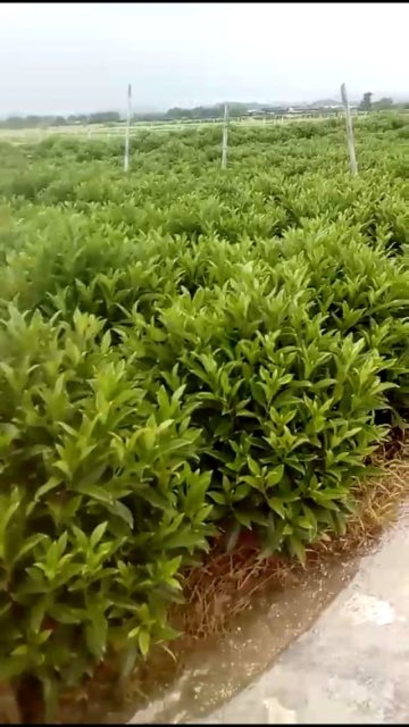 非洲茉莉