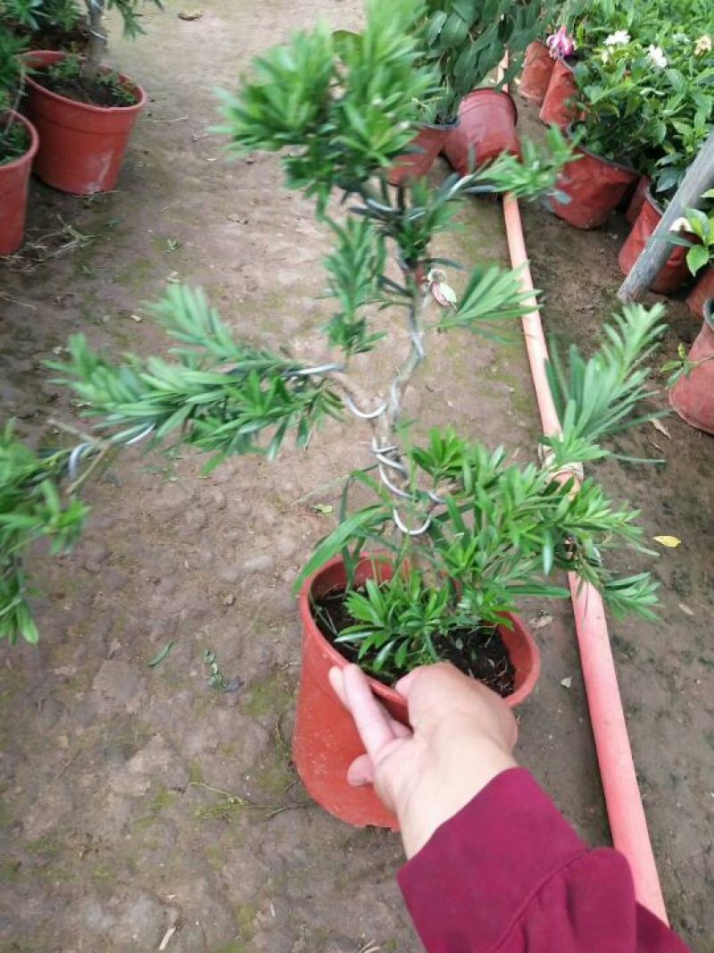 老兵苗圃罗汉松盆景含盆