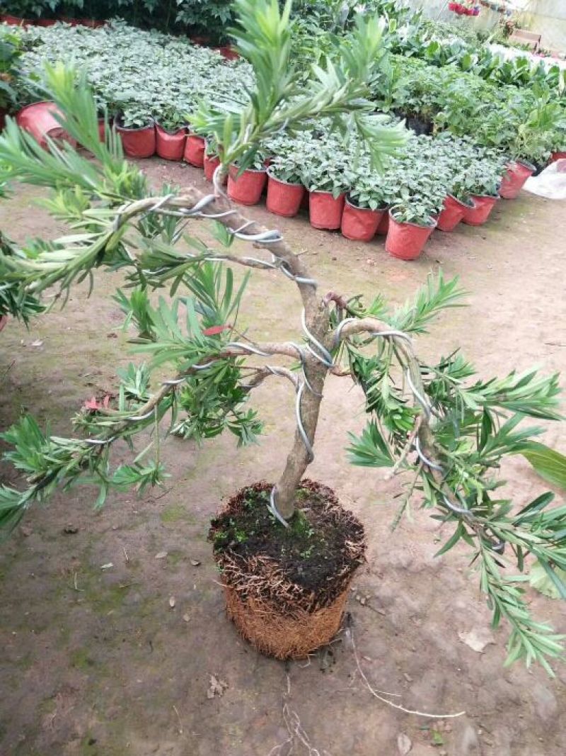 老兵苗圃罗汉松盆景含盆