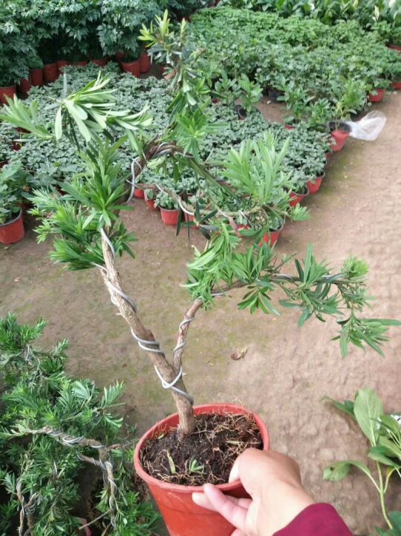 老兵苗圃罗汉松盆景含盆