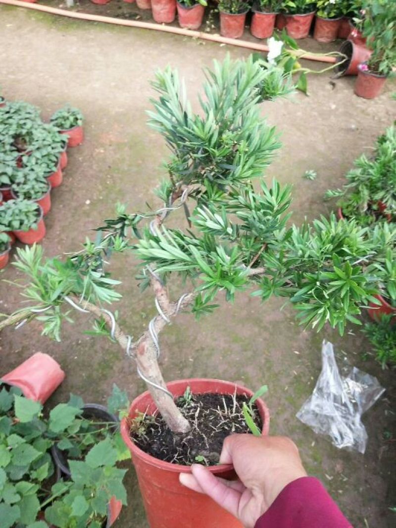 老兵苗圃罗汉松盆景含盆
