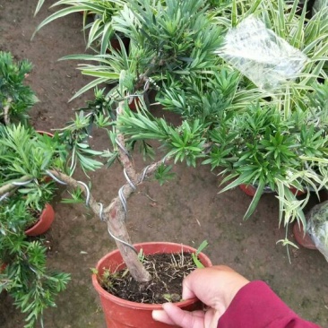 老兵苗圃罗汉松盆景含盆