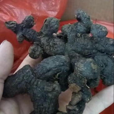 下山黄精、甜统个......
