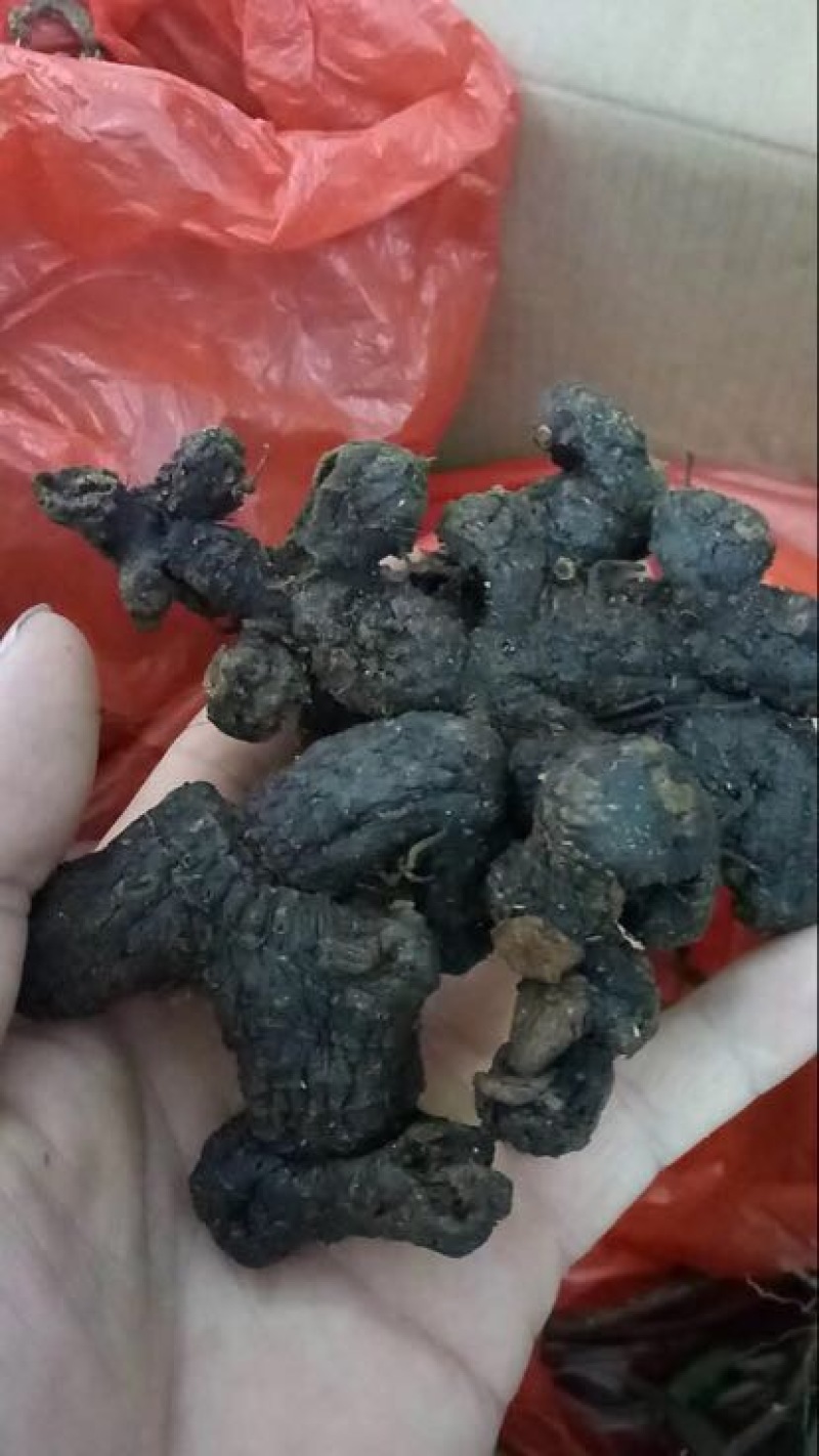 下山黄精、甜统个......