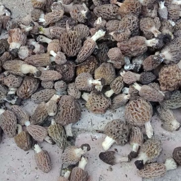 伊犁霍尔果斯野生羊肚菌