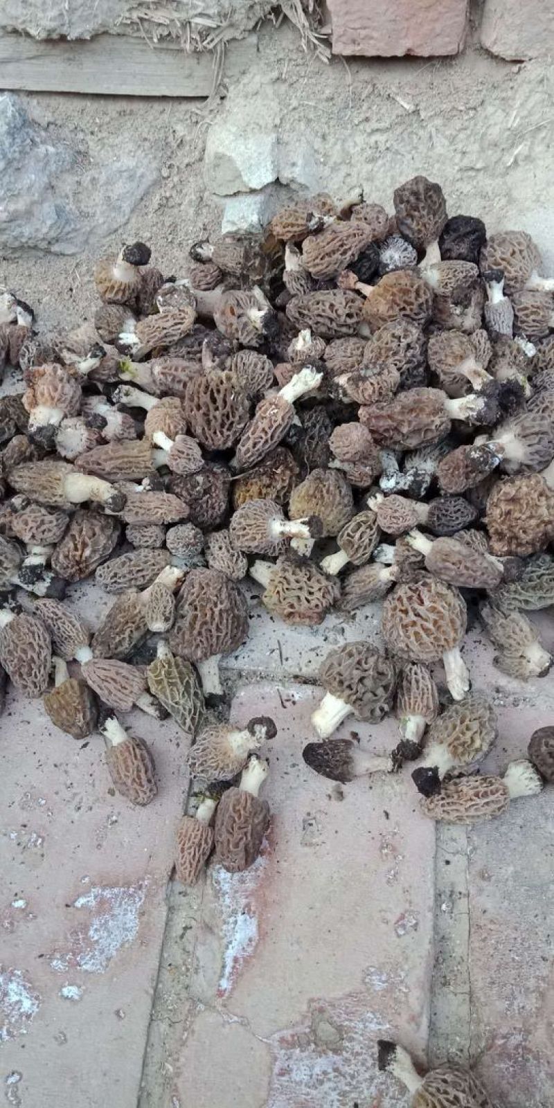 伊犁霍尔果斯野生羊肚菌