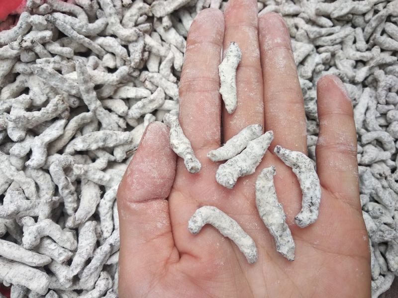 白僵蚕僵虫、天虫养殖桑蚕白僵菌形成的僵虫