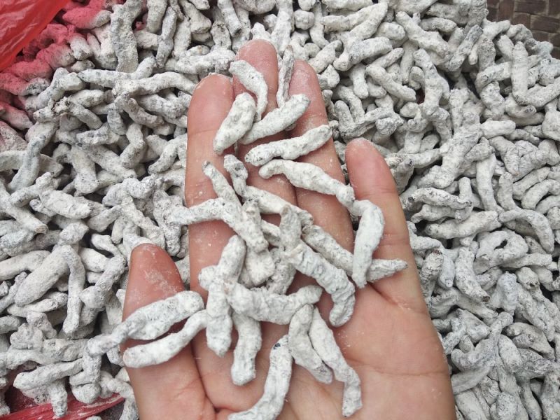 白僵蚕僵虫、天虫养殖桑蚕白僵菌形成的僵虫