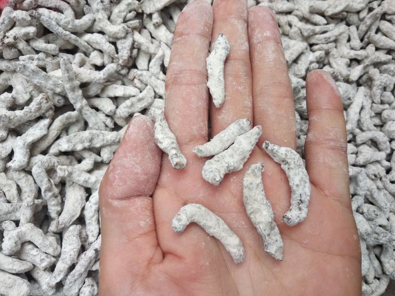 白僵蚕僵虫、天虫养殖桑蚕白僵菌形成的僵虫