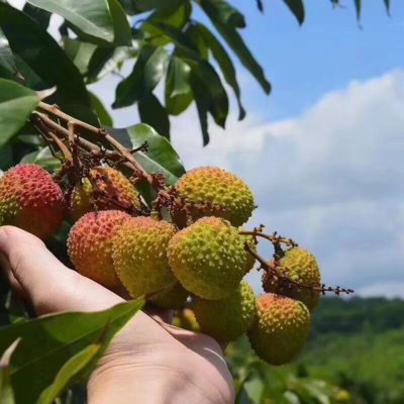 荔枝