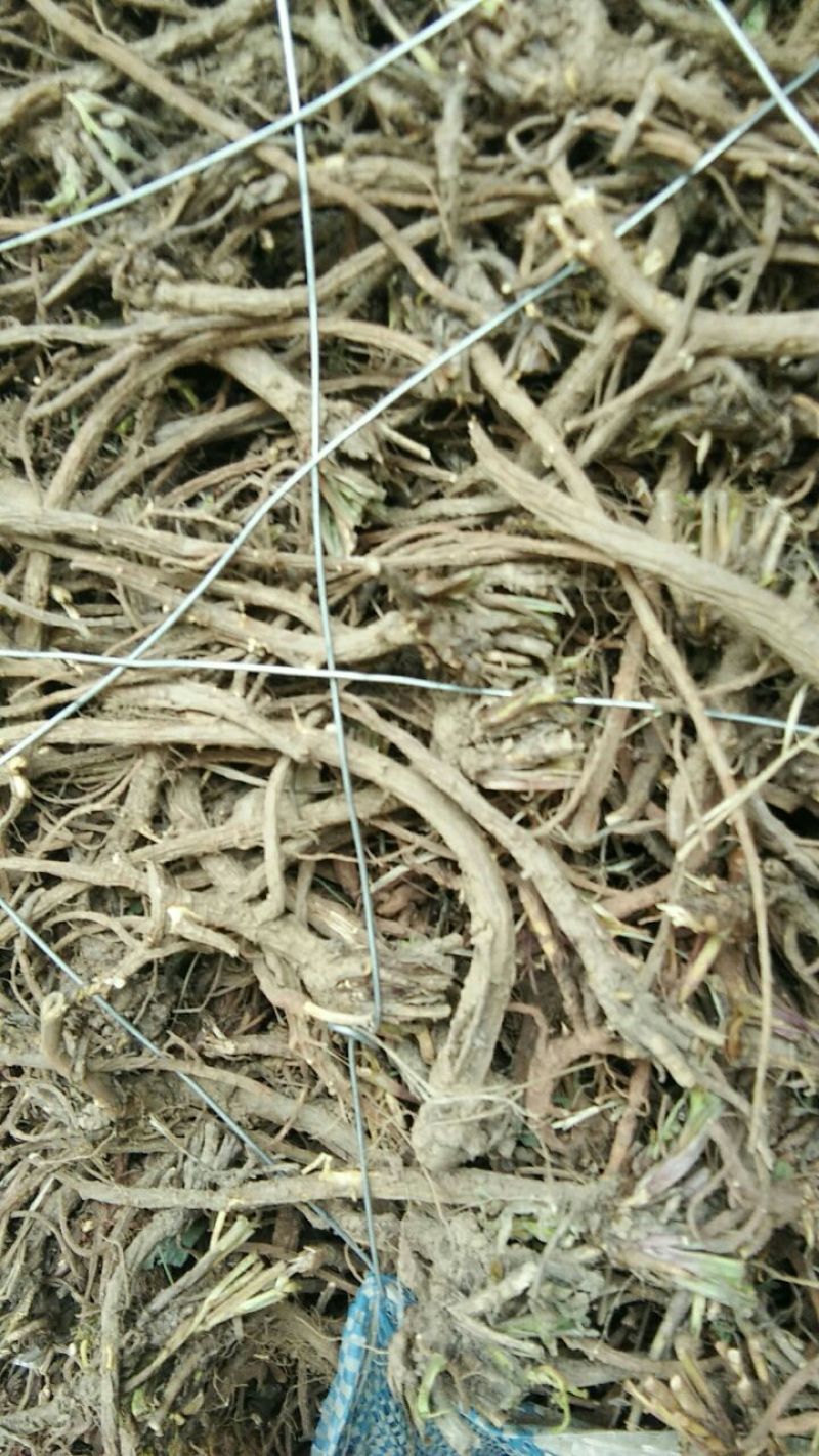 野生柴胡高海拔高含量无添加野生黑柴胡红柴胡