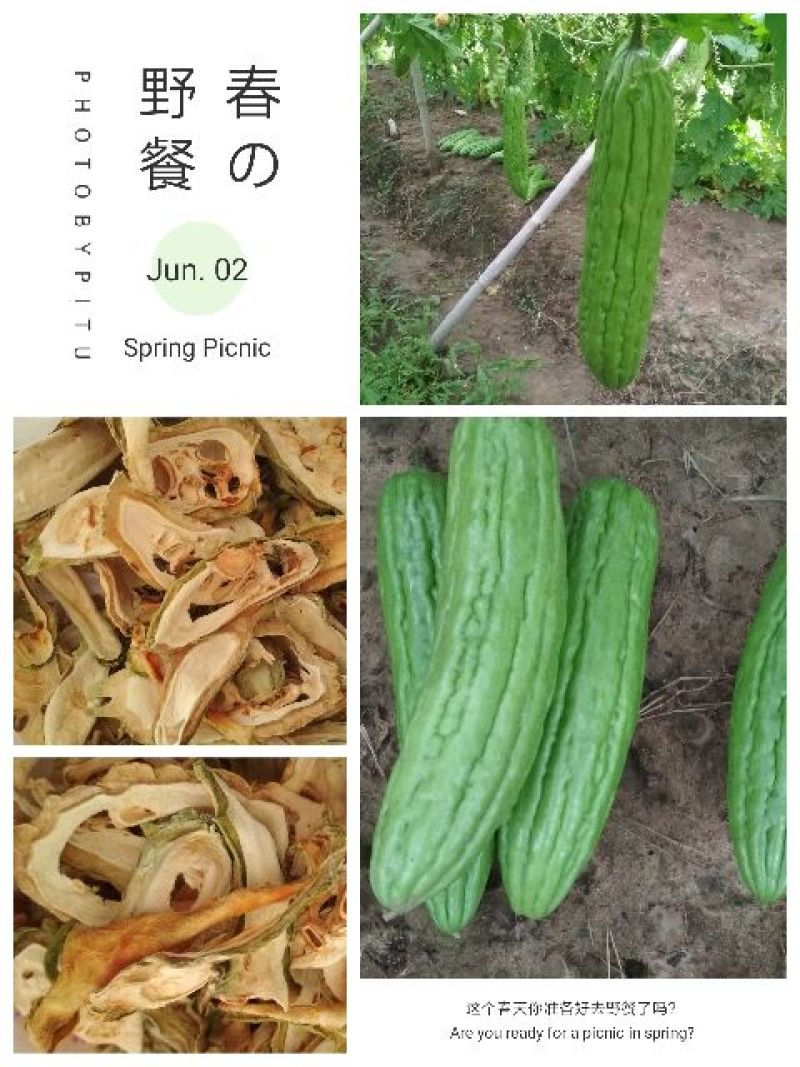 苦瓜干，现晒现卖。