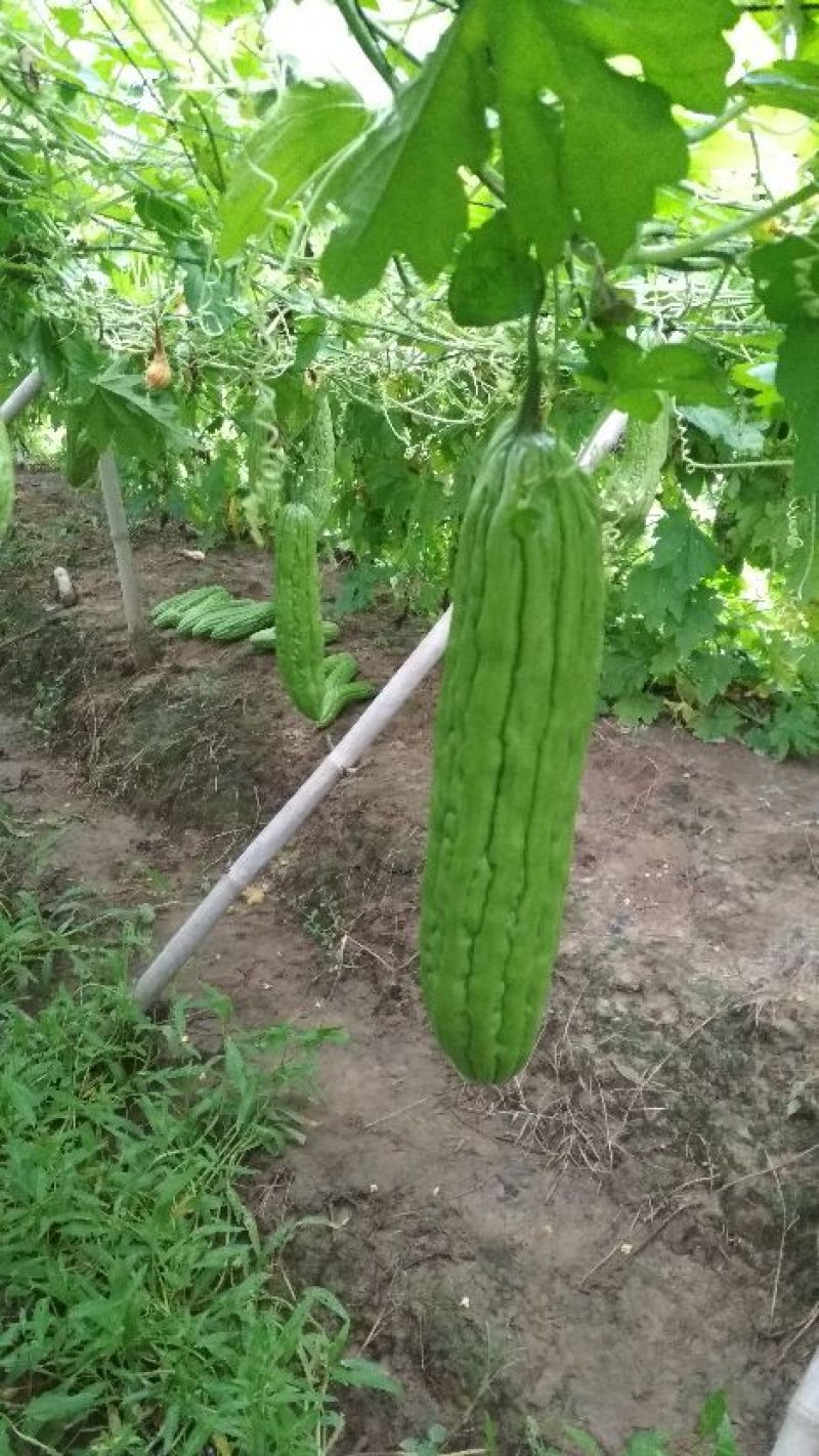 苦瓜干，现晒现卖。