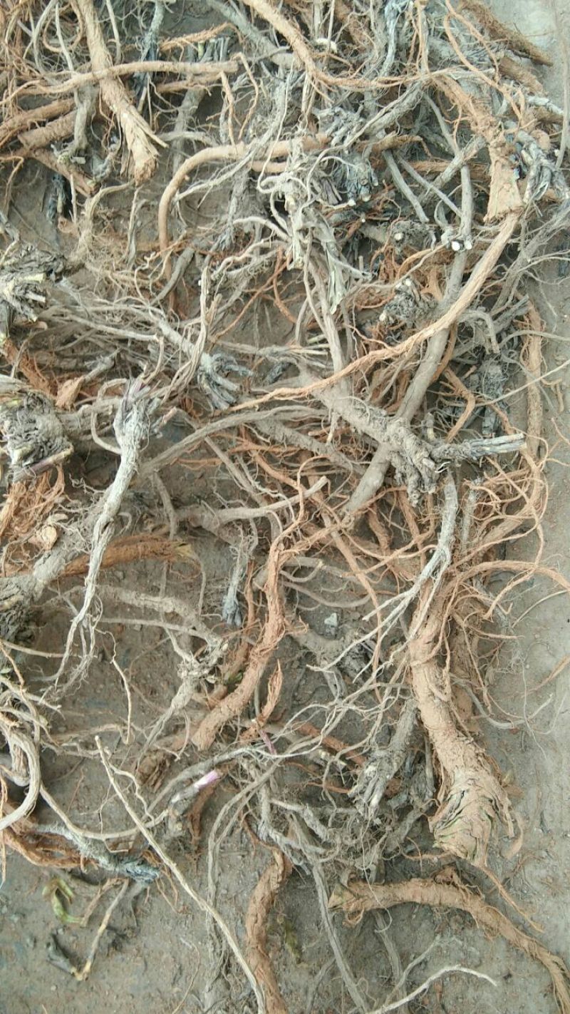 野生柴胡高海拔高含量无添加野生黑柴胡红柴胡