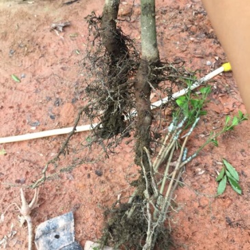 芒果苗桂七金煌台弄凯特