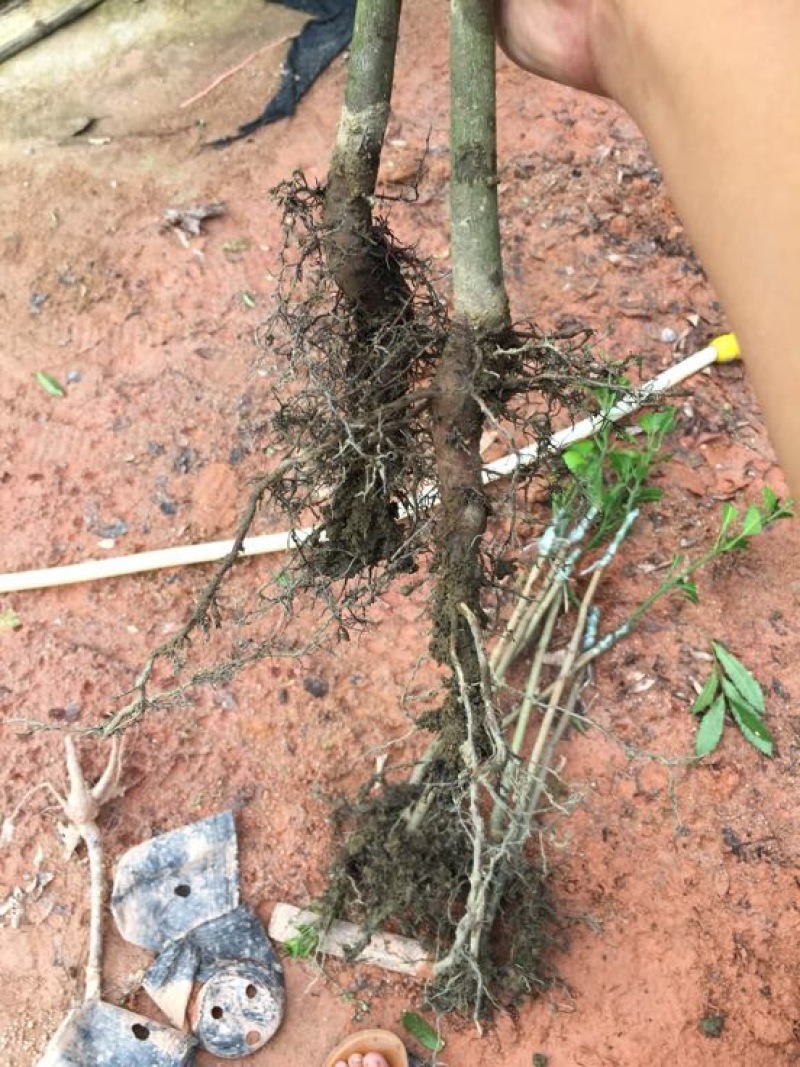 芒果苗桂七金煌台弄凯特
