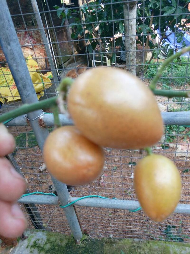 鸡心黄皮果