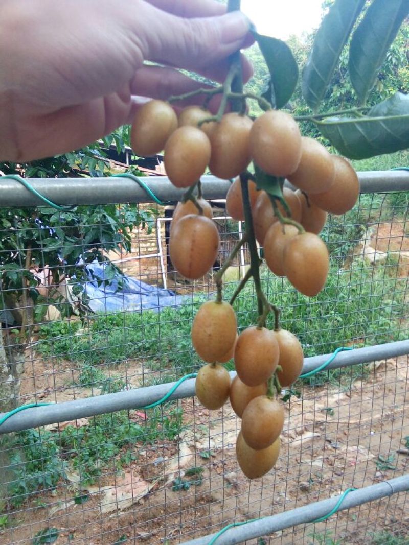 鸡心黄皮果