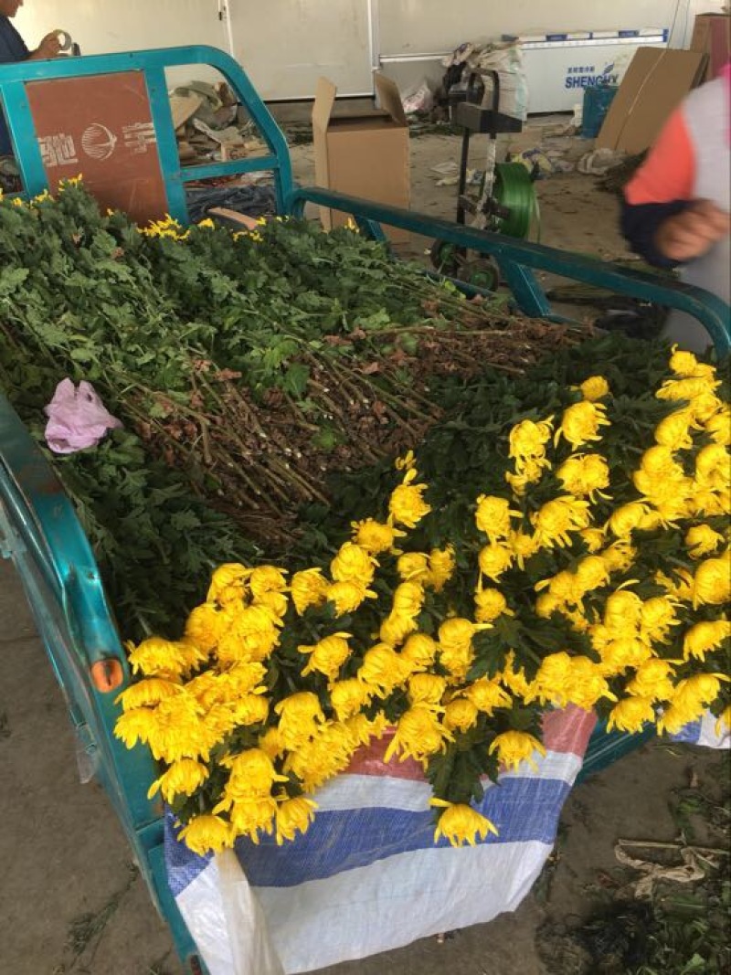 菊花