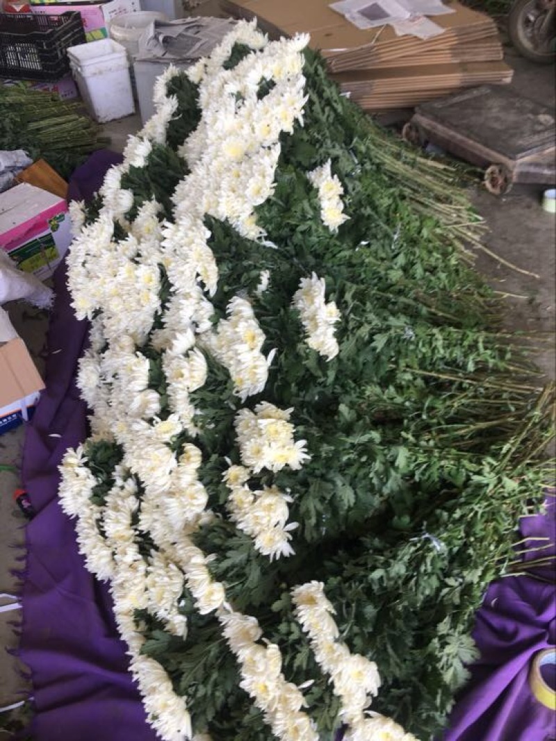 菊花