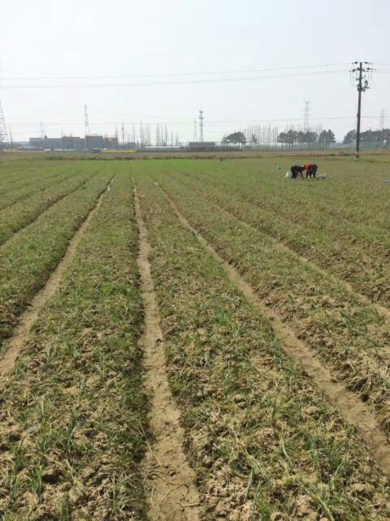 名贵药材西红花球藏红花包技术包收花丝种球量大优惠协商