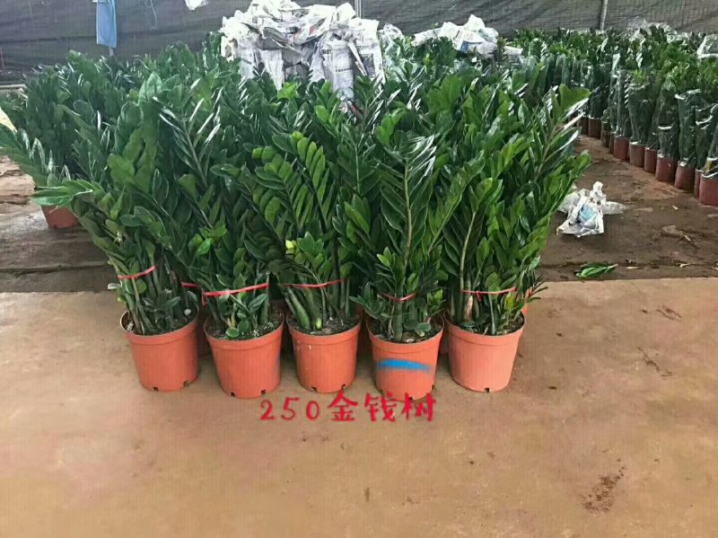 优质金钱树基地直发