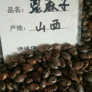 蓖麻子